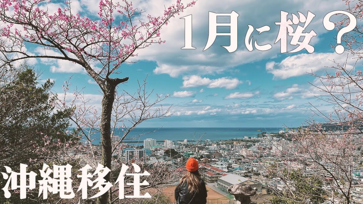 沖縄移住vlog　日本一早い桜「名護桜祭り2023」を満喫。