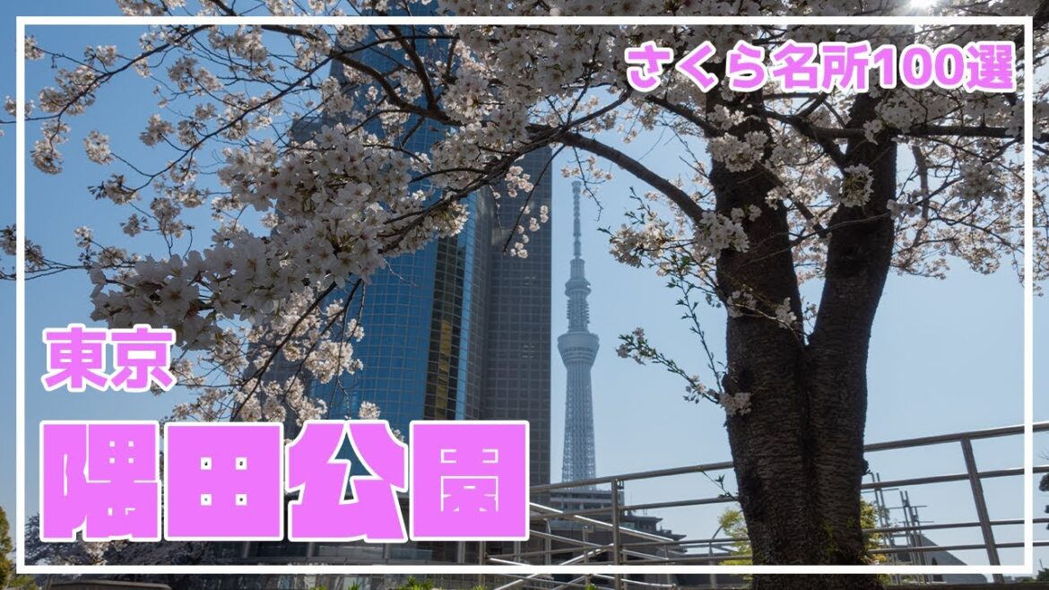 隅田公園の桜の様子【2021年】 隅田公園の桜の様子【2021年】