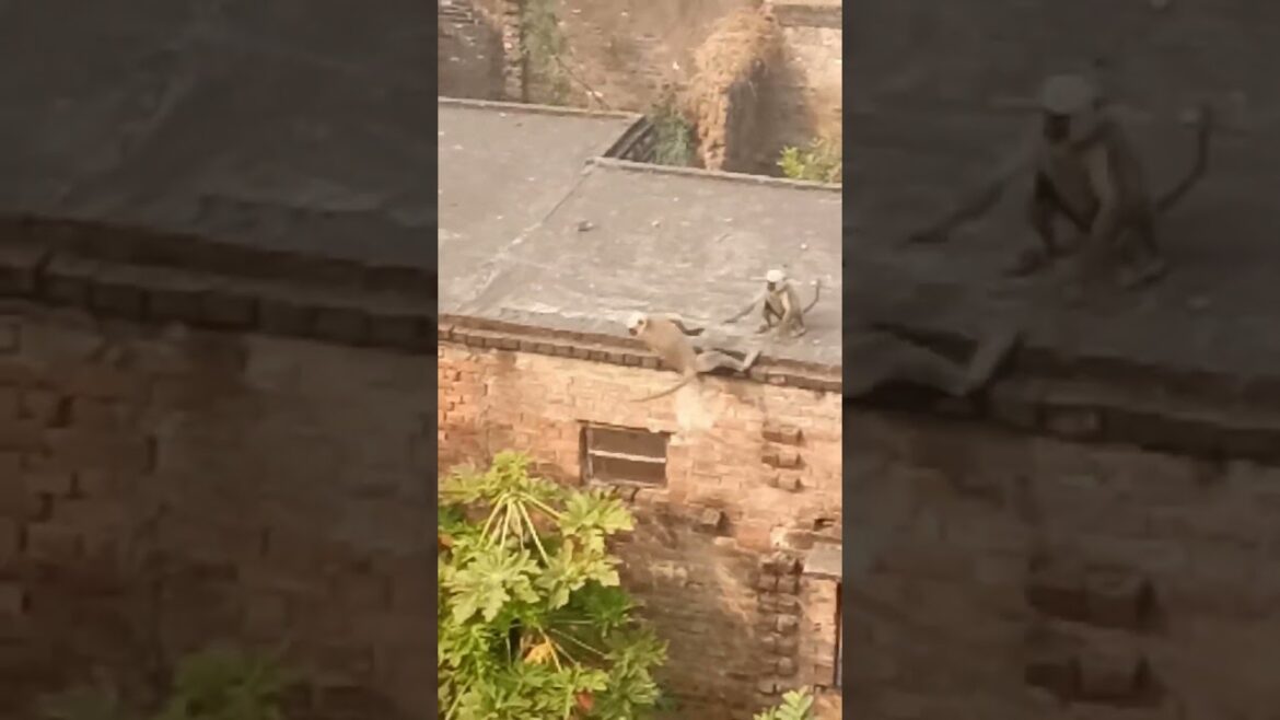 Monkeys fighting 🙊 #shorts #shortsvideo #youtubeshorts #viral #short #shortsfeed #ytshorts #monkey