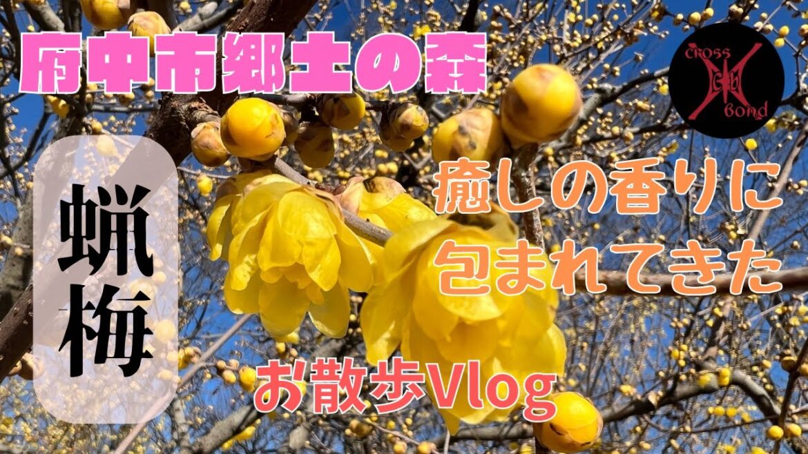 『郷土の森」で一足早い『春』を満喫してきたよ
