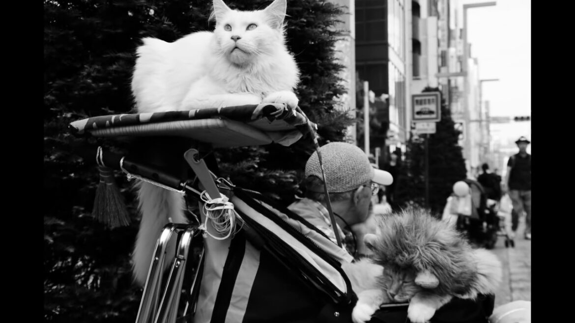 Walking through Japan by Vladimir Maksimović-Maxsan Photography
