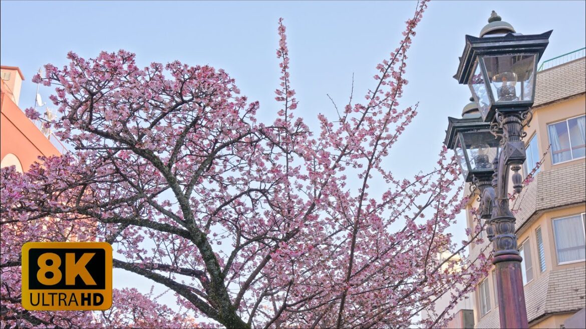4K 8K 【熱海】Early Blooming Cherry Blossom in Atami, Shizuoka 2023 4K 8K 【熱海】Early Blooming Cherry Blossom in Atami, Shizuoka 2023
