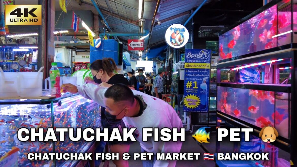 Bangkok Chatuchak Pet Market & Fish Market 🇹🇭 Thailand 4K