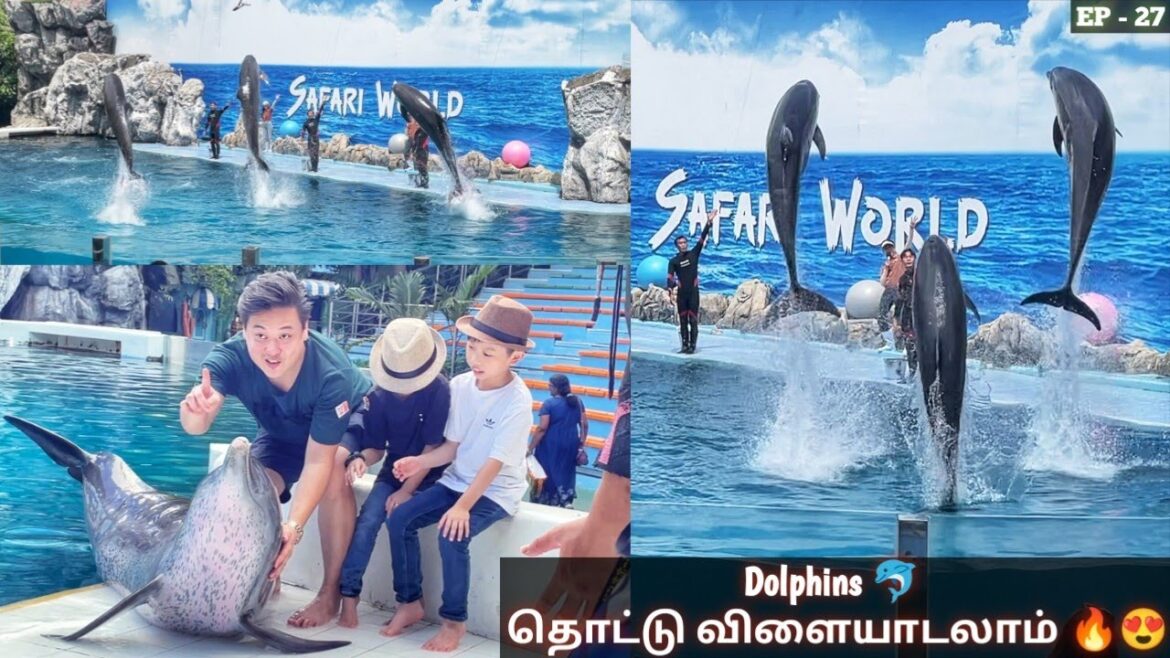 இப்டி ஒரு Dolphin show அ நாங்க இது வரை பாத்தது இல்ல 🔥 | Fully Trained 😍 | Bangkok 🇹🇭 | Rar500 இப்டி ஒரு Dolphin show அ நாங்க இது வரை பாத்தது இல்ல 🔥 | Fully Trained 😍 | Bangkok 🇹🇭 | Rar500