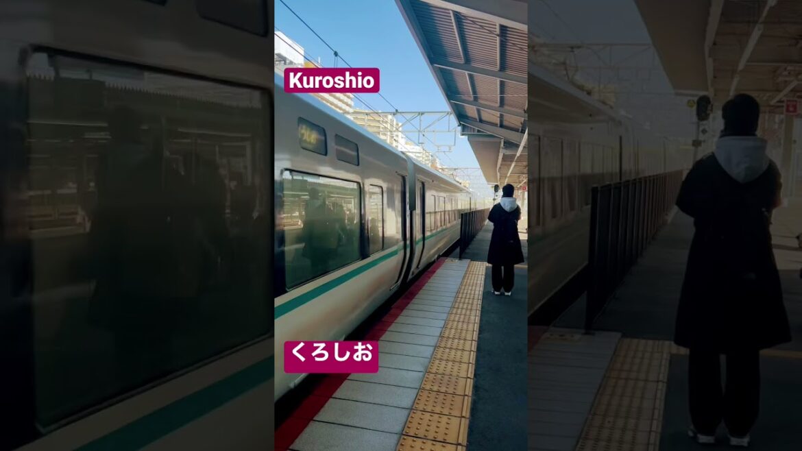 くろしお Kuroshio #shorts