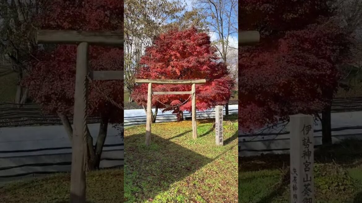 Granja de wasabi Daio en Japón 🎌 Granja de wasabi Daio en Japón 🎌