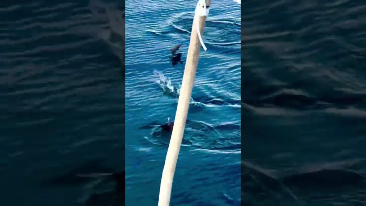 Sea  Birds In Maldives Fishing 🦩😍 #shorts #maldives #birds Sea  Birds In Maldives Fishing 🦩😍 #shorts #maldives #birds