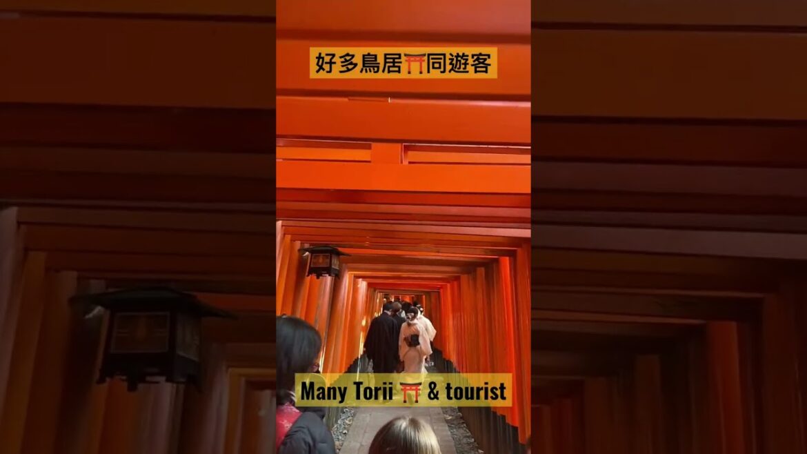 伏見稻荷大社 @京都 JR奈良線及京阪本線皆可到達 #shorts #fushimiinaritaisha #nari