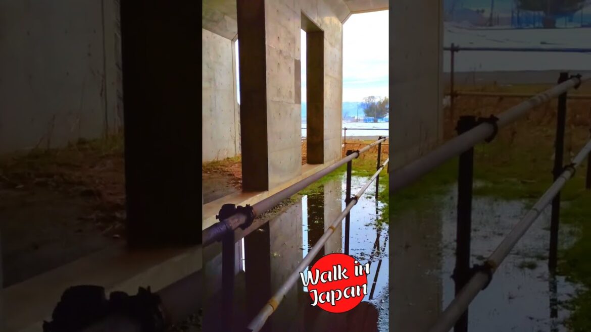 Under a bridge near snow-covered rice fields #shorts #japan