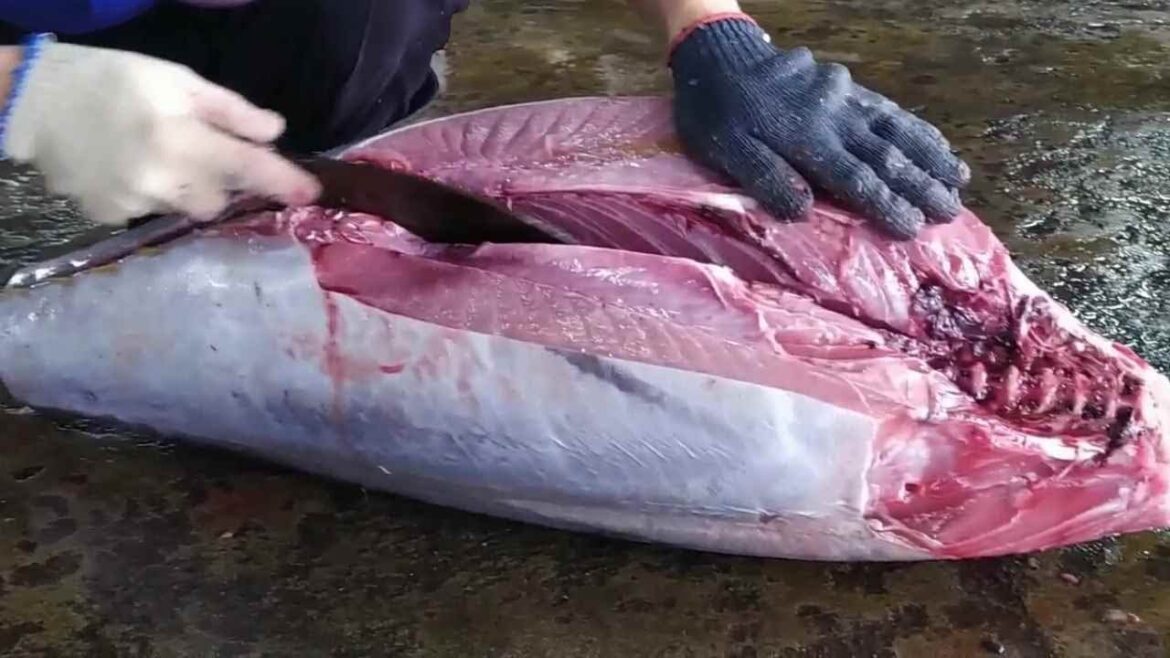Perfect Bluefin Tuna Cutting Skills - Taiwanese Seafood Market