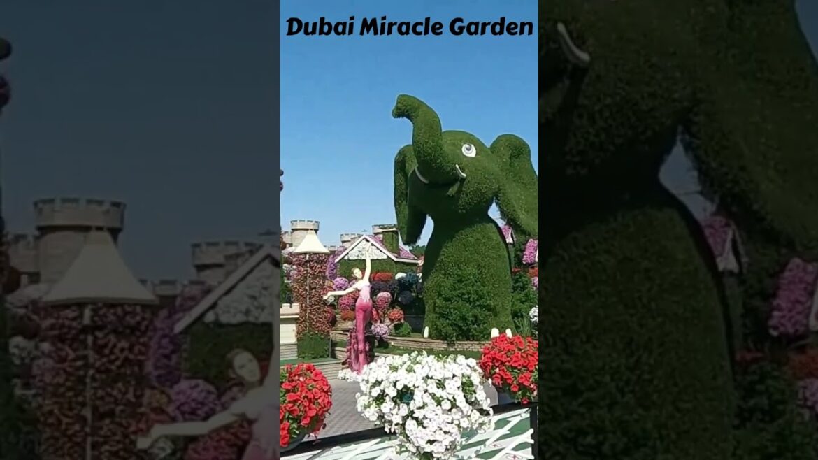 Dubai Miracle Garden Shorts |Dubai Tour Hindi #dubaishorts #miraclegarden #dubaivlogs #dubaiminivlog