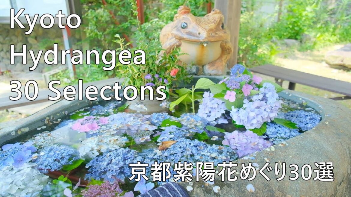 京都紫陽花めぐり30選:The 30 Best Hydrangea Spots In Kyoto 京都紫陽花めぐり30選:The 30 Best Hydrangea Spots In Kyoto