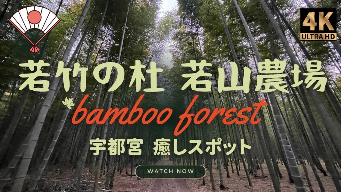 【宇都宮癒しスポット】若山農場 驚くほど美しい竹林 🇯🇵 Wakayama Farm🎋 beautiful bamboo forest 🙀不能錯過 [cc English/日本語/中文]