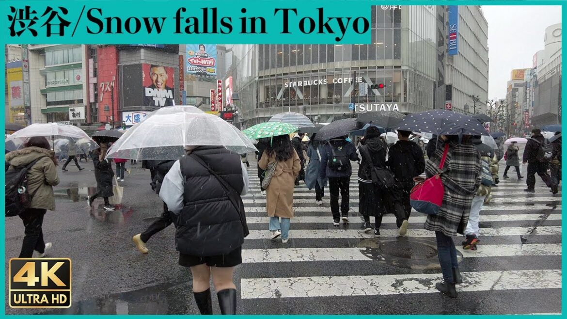 [4K]🇯🇵 東京 渋谷 雪化粧 雪の中で寝るのび太/Rare Snowfall in Shibuya, Tokyo.