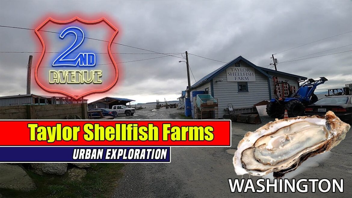 BEST OYSTERS IN THE NORTHWEST | Taylor Shellfish Farms Washington BEST OYSTERS IN THE NORTHWEST | Taylor Shellfish Farms Washington