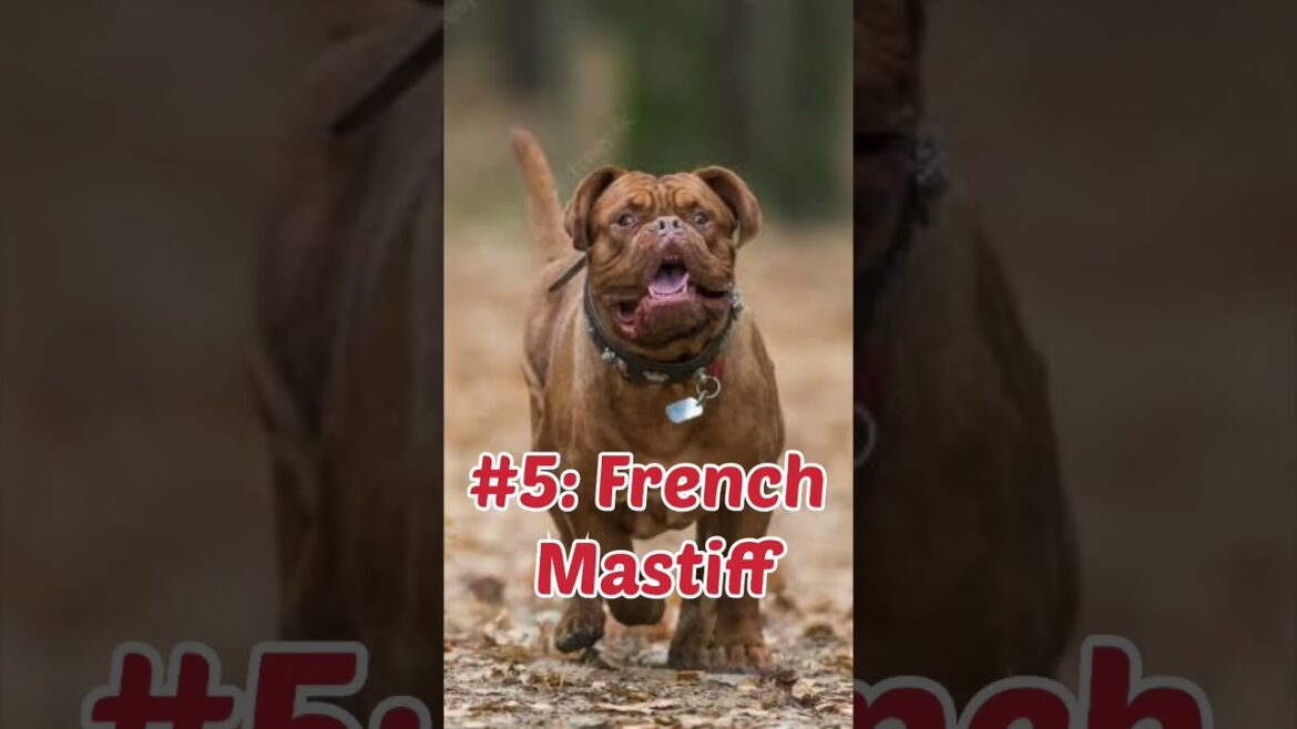 Top 10 Dogs have Powerful Bite#dogbreeds Top 10 Dogs have Powerful Bite#dogbreeds