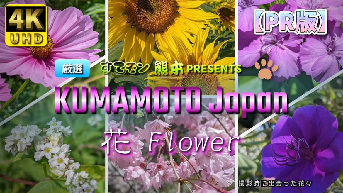 【熊本】すてモン熊本　『 花 』　編　（ Vol.206.1 ）／チャンネル紹介、熊本県を満喫！【4K空撮】