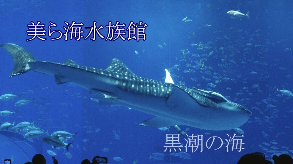 美ら海水族館黒潮の海