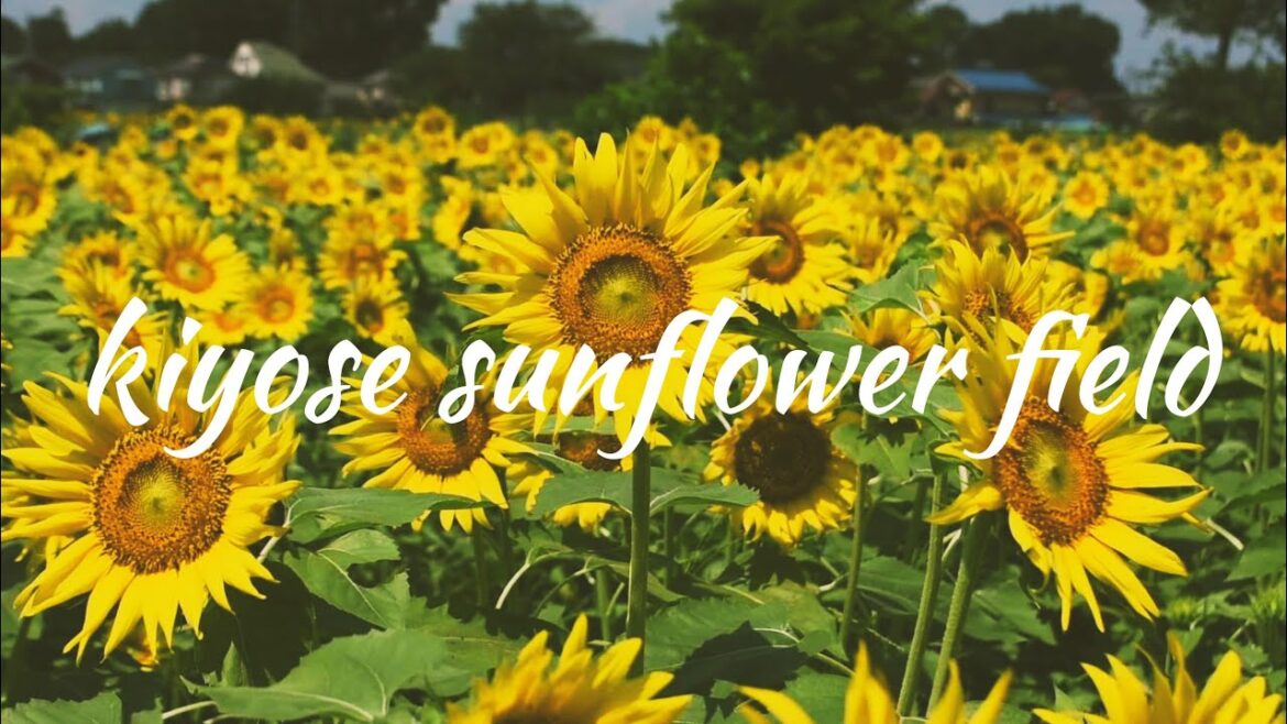 Tokyo Sunflower Field | Kiyose Sunflower Festival | #清瀬 ひまわり畑 |