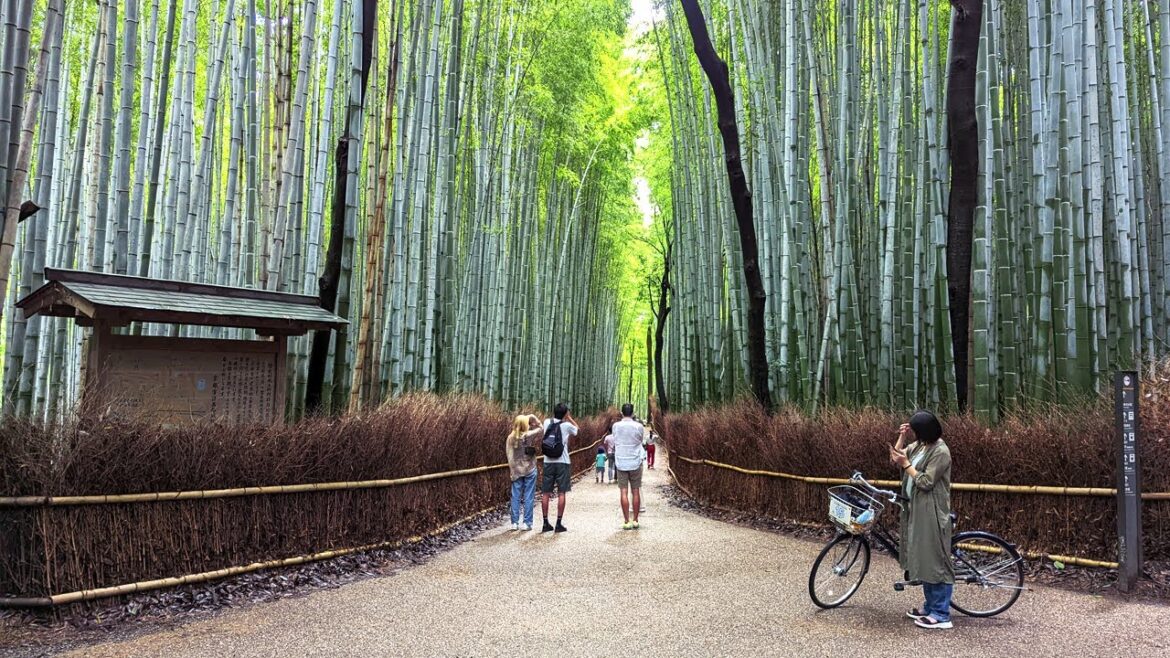[4K] Japan Walk 🇯🇵 ASMR - Kyoto Arashiyama Bamboo Forest and Tenryuji Temple 京都 天龍寺 嵐山散歩