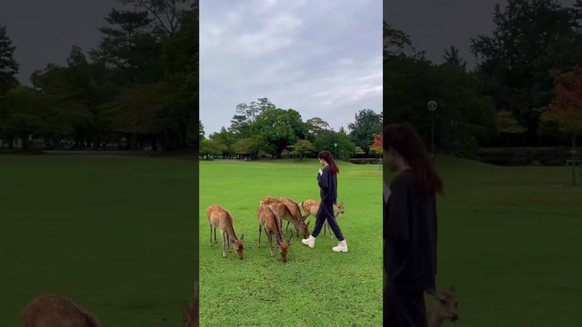 #short #japan #japanese #shorts #travel #vacation #explore #globetrotter #monde #voyage #short #japan #japanese #shorts #travel #vacation #explore #globetrotter #monde #voyage