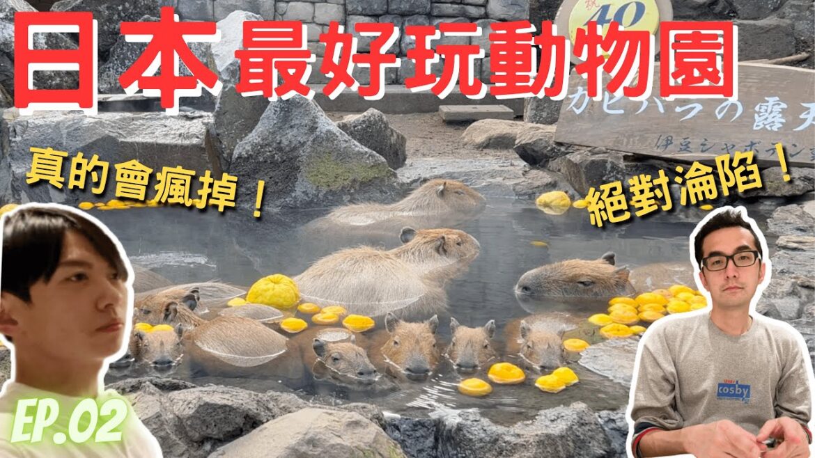 『日本旅遊』🇯🇵2023 🇯🇵日本最好玩動物園EP.02😎水豚集體泡溫泉♨️近距離餵小浣熊‼️太過分可愛啦‼️