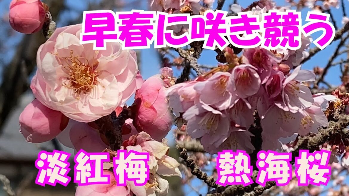 【花便り】早春に咲き競う 淡紅梅、熱海桜　一足早い春の訪れ