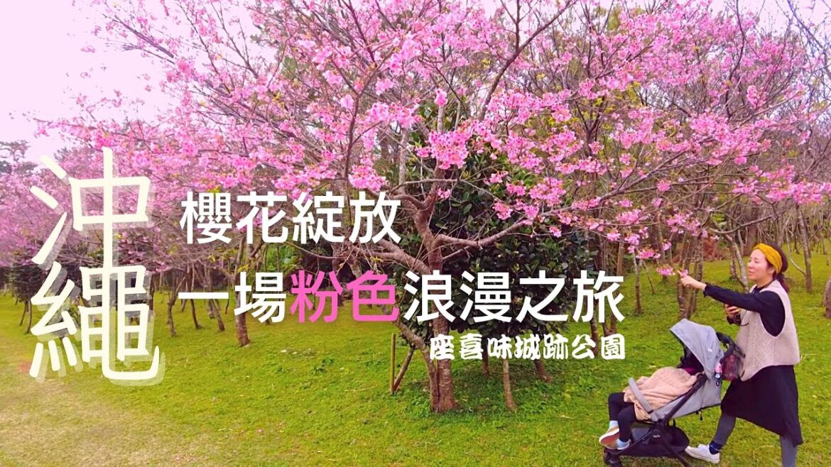 【沖繩景點推薦】櫻花盛開美不勝收！探索世界遺產的美景！ 沖繩座喜味城跡公園 #沖縄 #日本 #櫻花