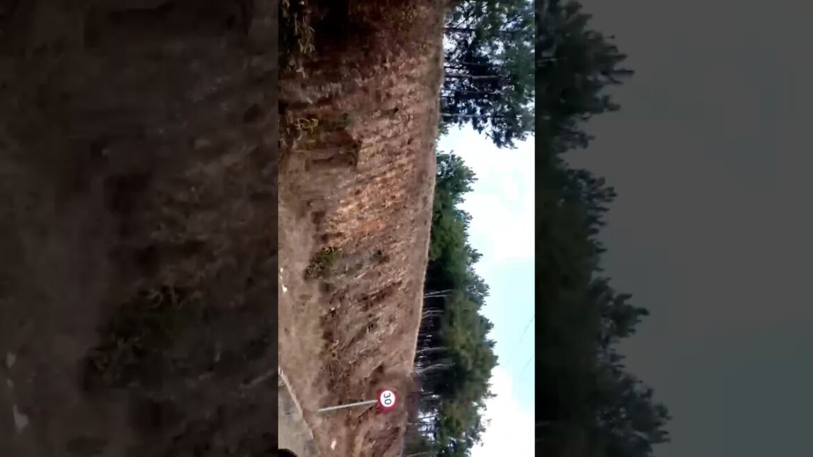 #short#youtubeshorts #shortsbeta #shortfeed#shortshort