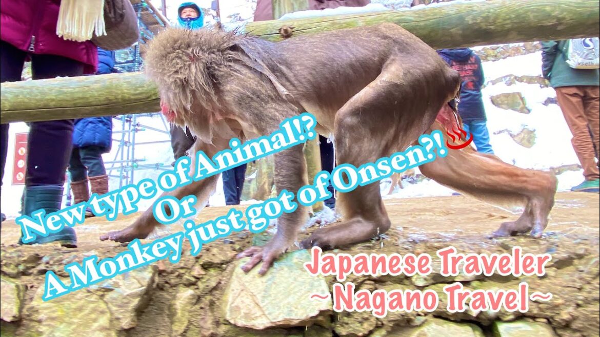 ใPart1ใ ๐MONKEYS๐in Onsenโจ๏ธ๐โ๏ธTravelling Nagano Pref๐ฏ๐ต ใPart1ใ ๐MONKEYS๐in Onsenโจ๏ธ๐โ๏ธTravelling Nagano Pref๐ฏ๐ต