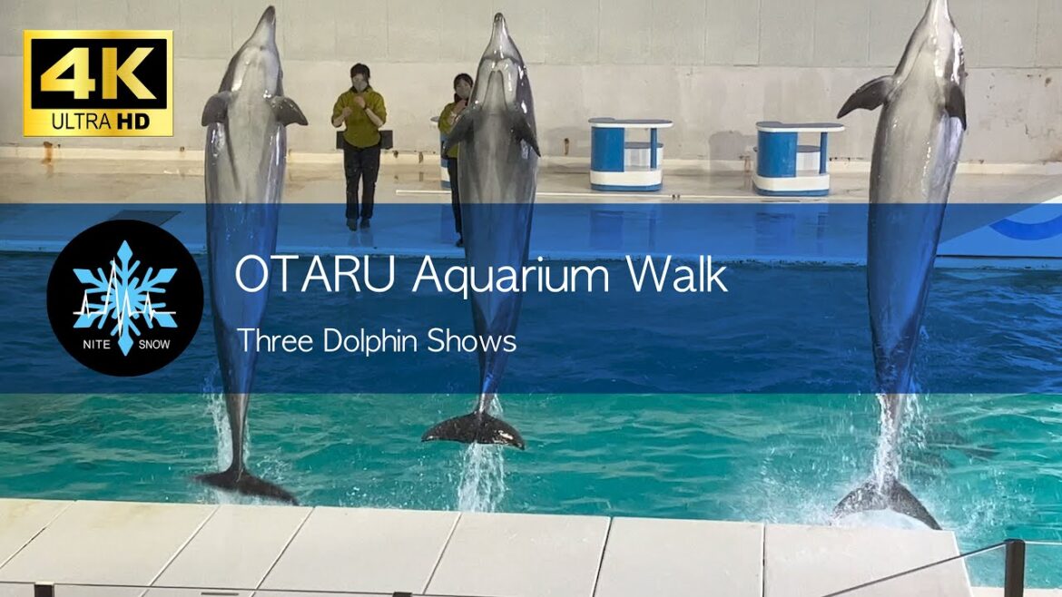 おたる水族館 イルカショー|迫力あるイルカたちによる華麗なショー|小樽 北海道 日本 おたる水族館 イルカショー|迫力あるイルカたちによる華麗なショー|小樽 北海道 日本