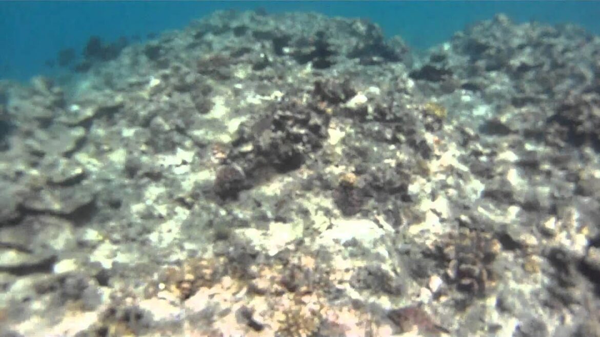 Snorkeling at Maeda Point, Okinawa Japan
