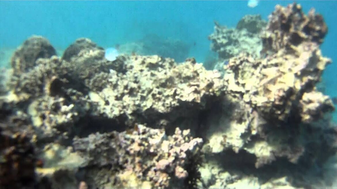 Snorkeling at Cape Zampa, Okinawa Japan