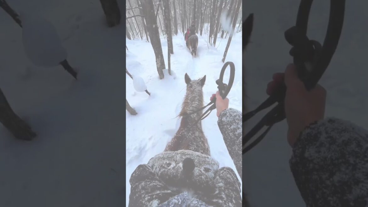 Experiencing snow in Japan in a unique way 🐴 ❄️ #hokkaido #japan #japantravel #japanshorts #travel