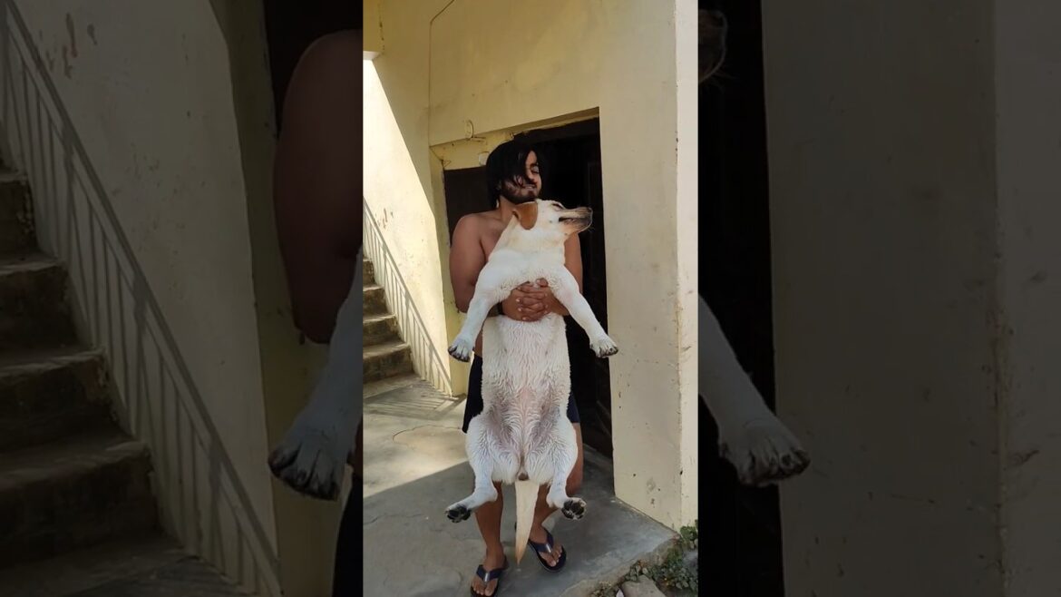 Day 68 Luna naha Li aaj😁 #dog #doglover #minivlog Traveling Godfather Day 68 Luna naha Li aaj😁 #dog #doglover #minivlog Traveling Godfather