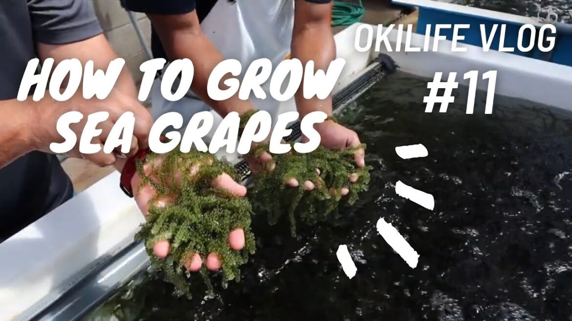 How to Grow Sea Grapes How to Grow Sea Grapes