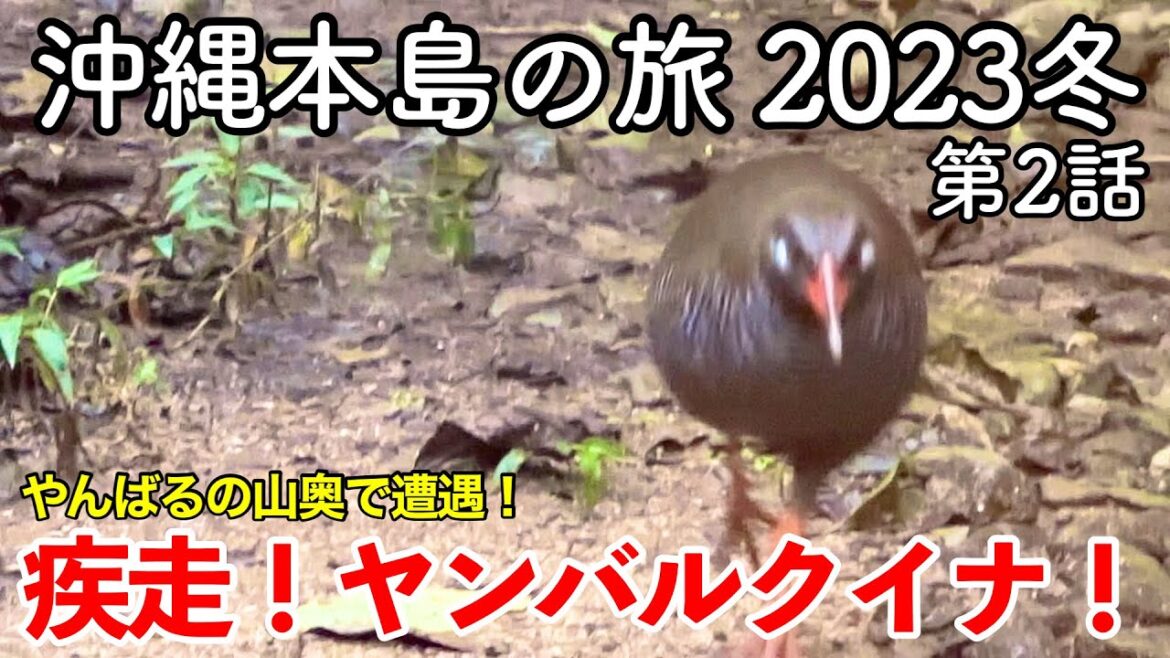 【沖縄旅行】沖縄本島の旅 2023冬 第2話 〜疾走！ヤンバルクイナ！〜 【国頭港食堂・ヤンバルクイナ生態展示学習施設 クイナの森・道の駅許田】