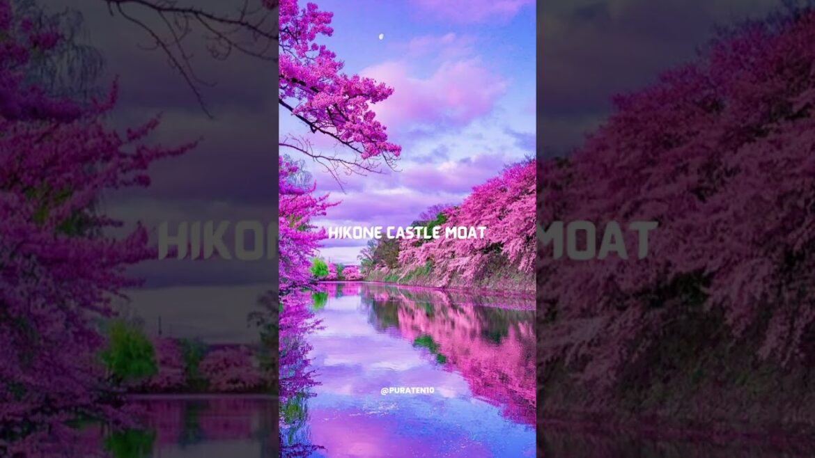 #shorts #top  DESTINATIONS FOR Japan's CHERRY BLOSSOM