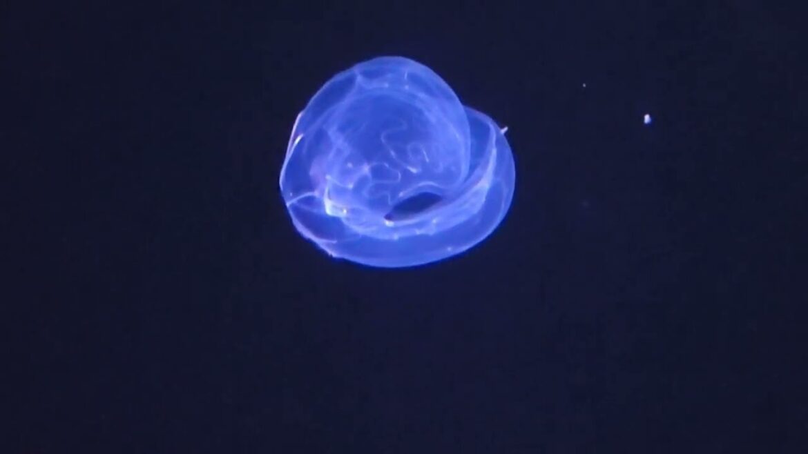 Monterey Aquarium 2022