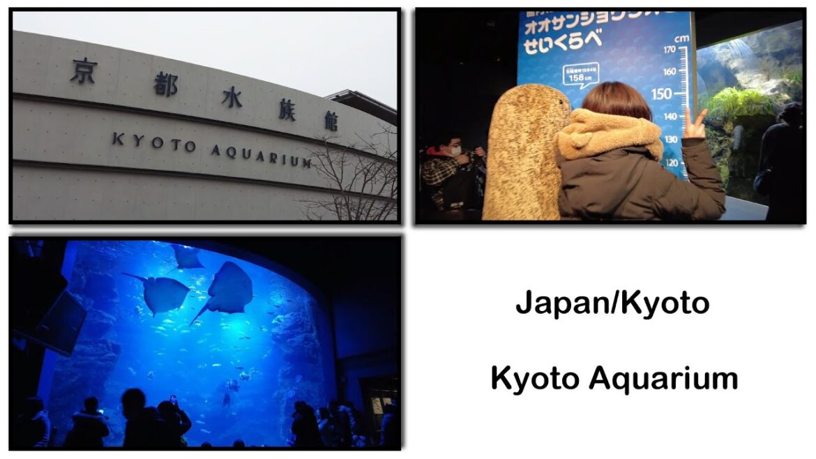 【Kyoto Aquarium】Japan's largest inland aquarium (Kyoto) #007 【Kyoto Aquarium】Japan's largest inland aquarium (Kyoto) #007