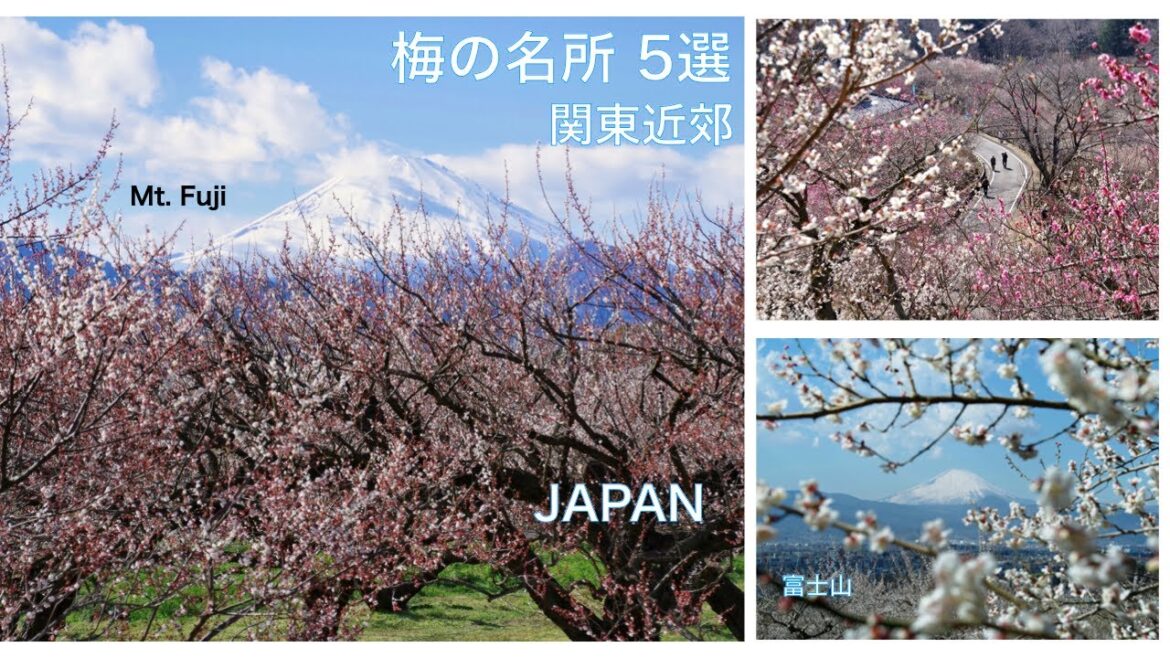 【梅の名所 5選】関東近郊の梅園と梅林　富士山と梅　熱海梅園　湯河原梅林　曽我梅林　筑波山梅林　秩父 宝登山 蝋梅園　JAPAN Travel for spring flower