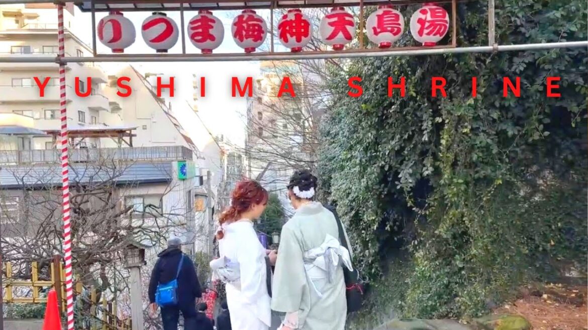 Yushima Tenjin Shrine Plum Blossoms Tokyo Live 2023🗾 Yushima Tenjin Shrine Plum Blossoms Tokyo Live 2023🗾