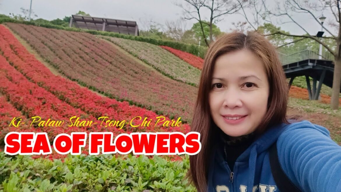 KI-PATAW SHAN-TSENG-CHI PARK, BEITOU CITY || Flower Festival- 2023 || @JOHONA KI-PATAW SHAN-TSENG-CHI PARK, BEITOU CITY || Flower Festival- 2023 || @JOHONA