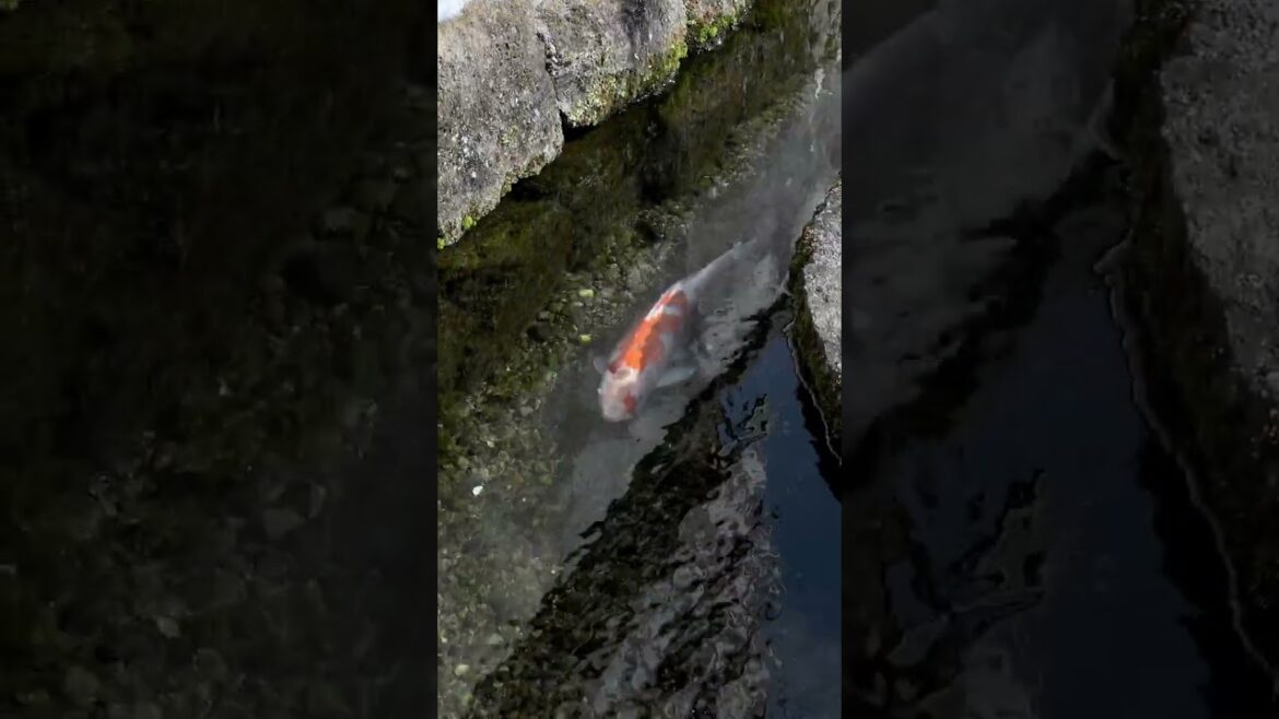 Unlocking the Secret of Nagasaki Shimabara: What the Water City of Japan Has to Offer! #shorts Unlocking the Secret of Nagasaki Shimabara: What the Water City of Japan Has to Offer! #shorts