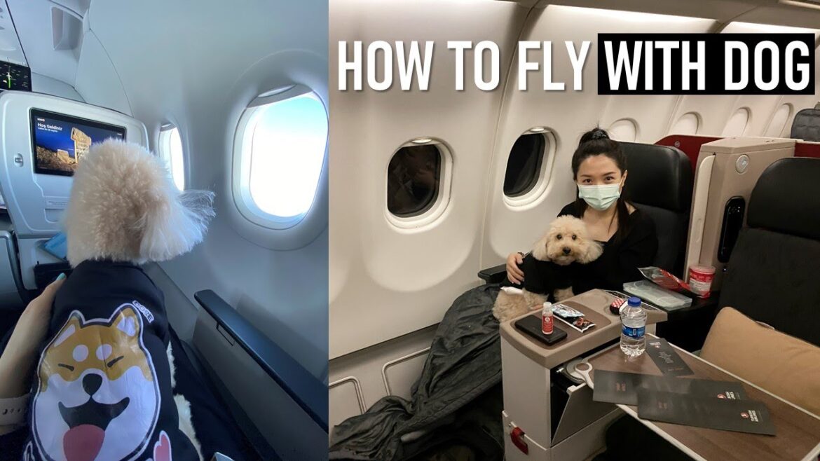 How to FLY with your dog? From Malaysia to Switzerland