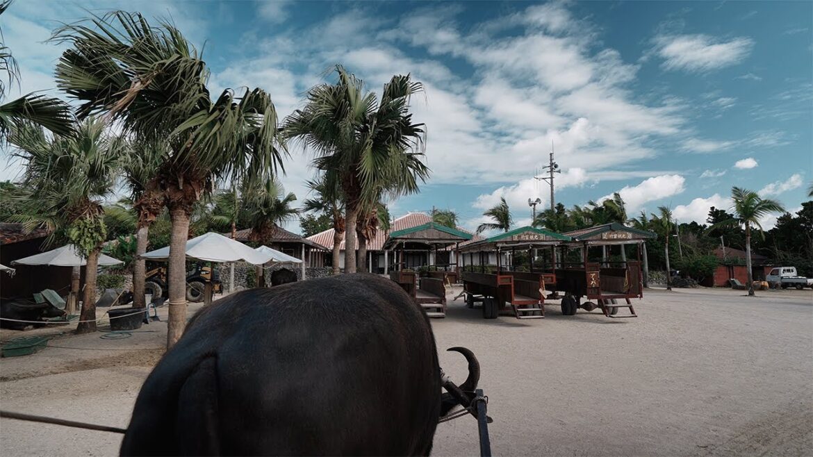 【沖縄県 竹富島】水牛車に揺られ三線の音色と島唄を聴き集落を巡る 4K ENG 【沖縄県 竹富島】水牛車に揺られ三線の音色と島唄を聴き集落を巡る 4K ENG