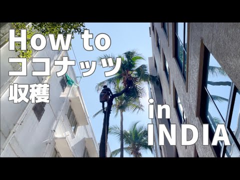 【インド生活】ココナッツ収穫は命懸け!! 【インド生活】ココナッツ収穫は命懸け!!