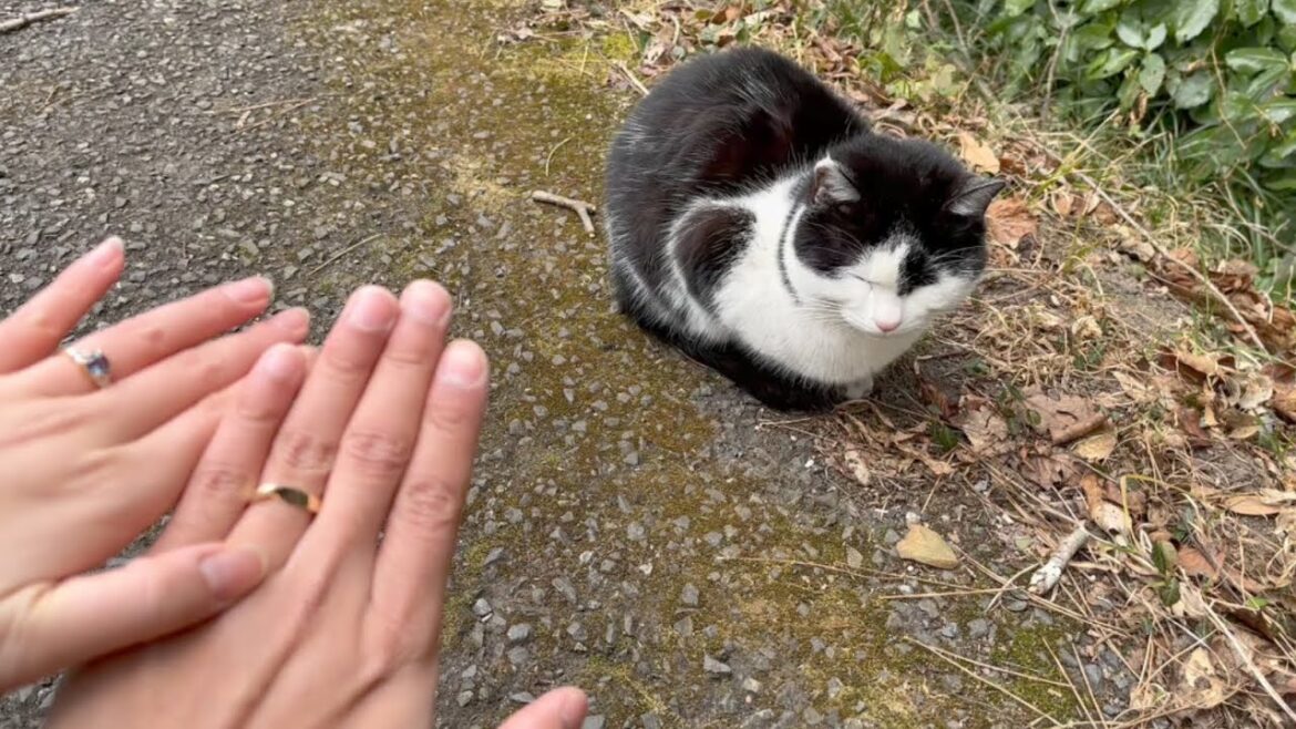 Tashirojima Cat Island - Day 19 - Japan Travel 2023 [ASMR - CAPTIONS ON] | CLUB PROFESSIONALS