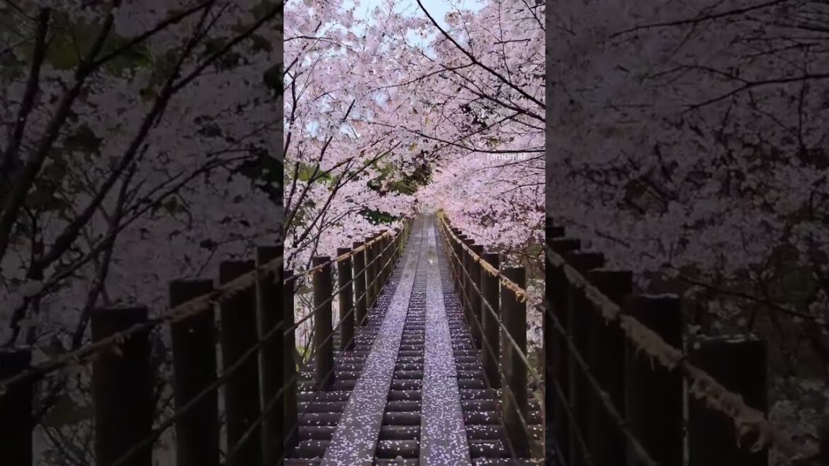 #beautiful #cherry  blossoms 🌸 at Kinkai Central Park #nagasaki #japan