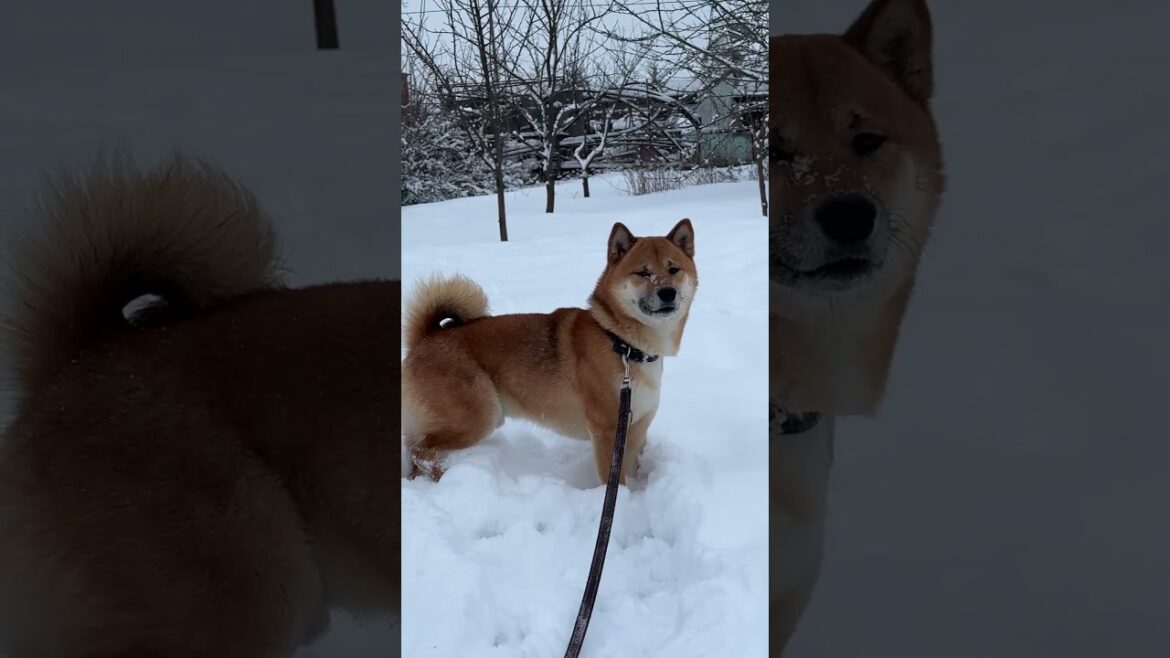 Shiba Inu Simba🐕Subscribe and like 🙏If you want, there will be more Simba #shorts #dog #travel Shiba Inu Simba🐕Subscribe and like 🙏If you want, there will be more Simba #shorts #dog #travel